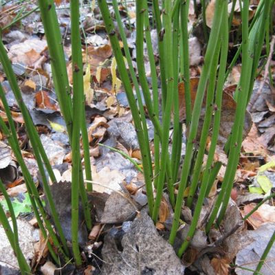 Kerria japonica stems in winter