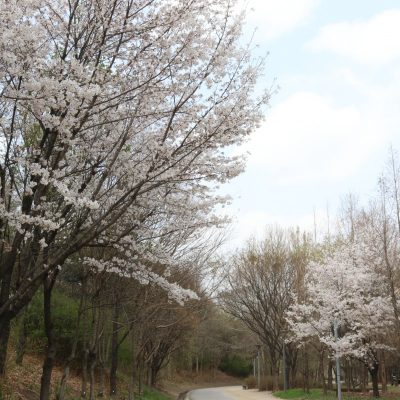 습지생태원 가는 길의 벚나무